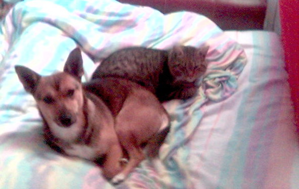 Cani & Gatti